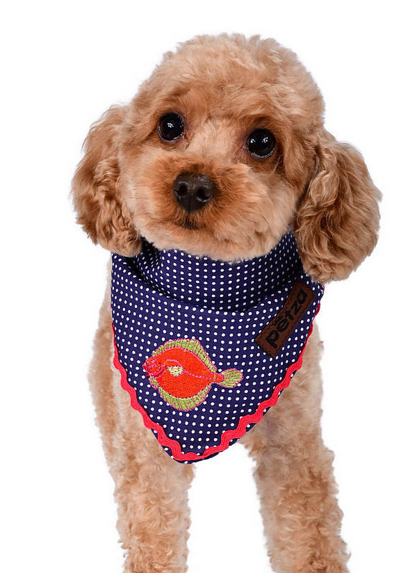 Köpek Bandana / Kuta