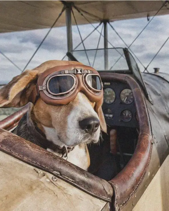 Köpek Güneş Gözlüğü