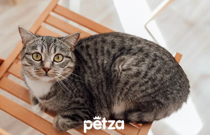 Manx Kedisi Özellikleri