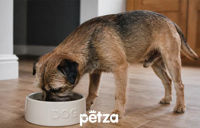 Border Terrier Özellikleri