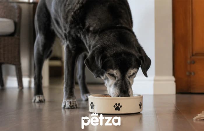 Yaşlı Köpeklerde Beslenme