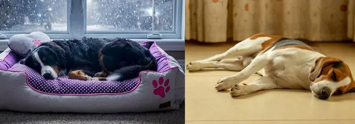 Petza Köpek Yatak