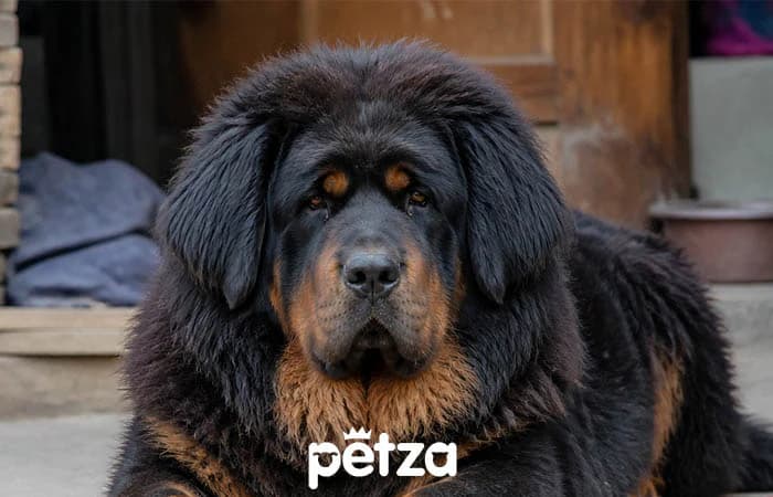 Tibet Mastifi Özellikleri
