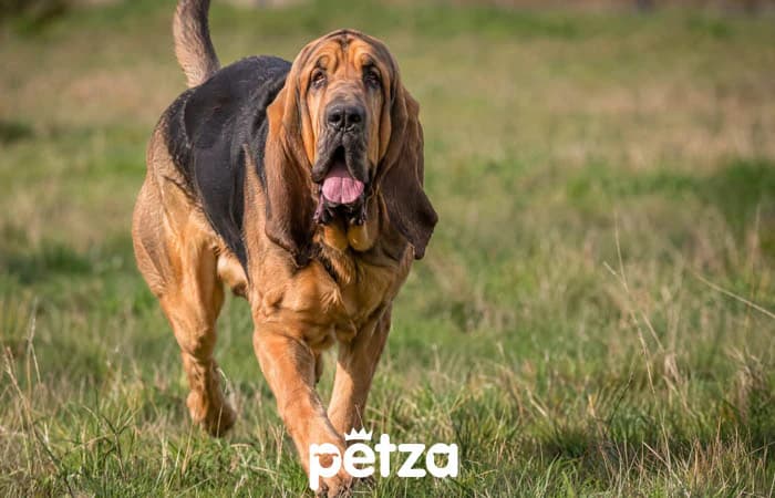 Bloodhound Köpeği Özellikleri