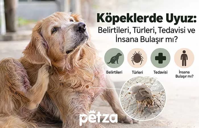 Köpeklerde Uyuz