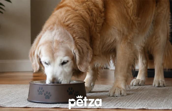 Yaşlı Köpeklerde Beslenme