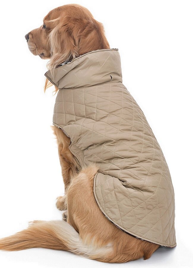 Köpek Büyük Irk Mont Kampe Çift Taraflı Krem
