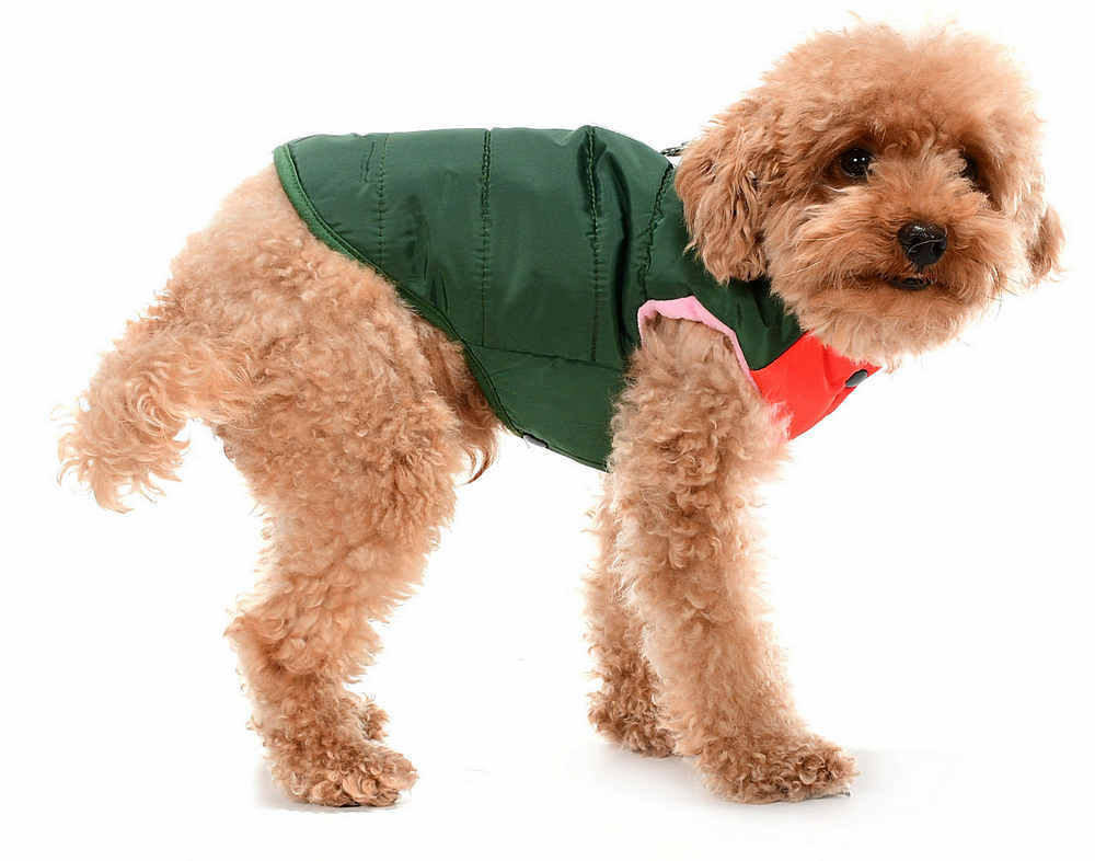 Küçük ve Orta Irk Köpek Mont Murpota Yeşil