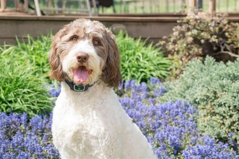 PetSafe Statik Havlama Önleyici Tasma