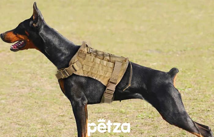 Combat Köpek Göğüs Tasması Bej - Petza