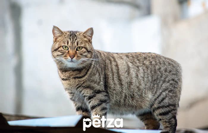 Manx Kedisi Özellikleri
