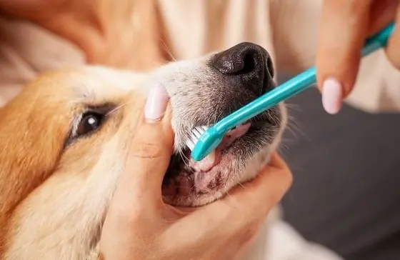 Köpeklerin Dişi Nasıl Fırçalanır