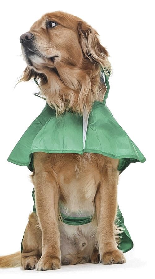 Orta ve Büyük Irk Köpek Yağmurluk - Frog