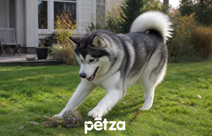 Alaska Kurdu Özellikleri