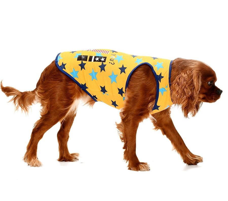 Küçük ve Orta Irk Köpek T-shirt Ditte