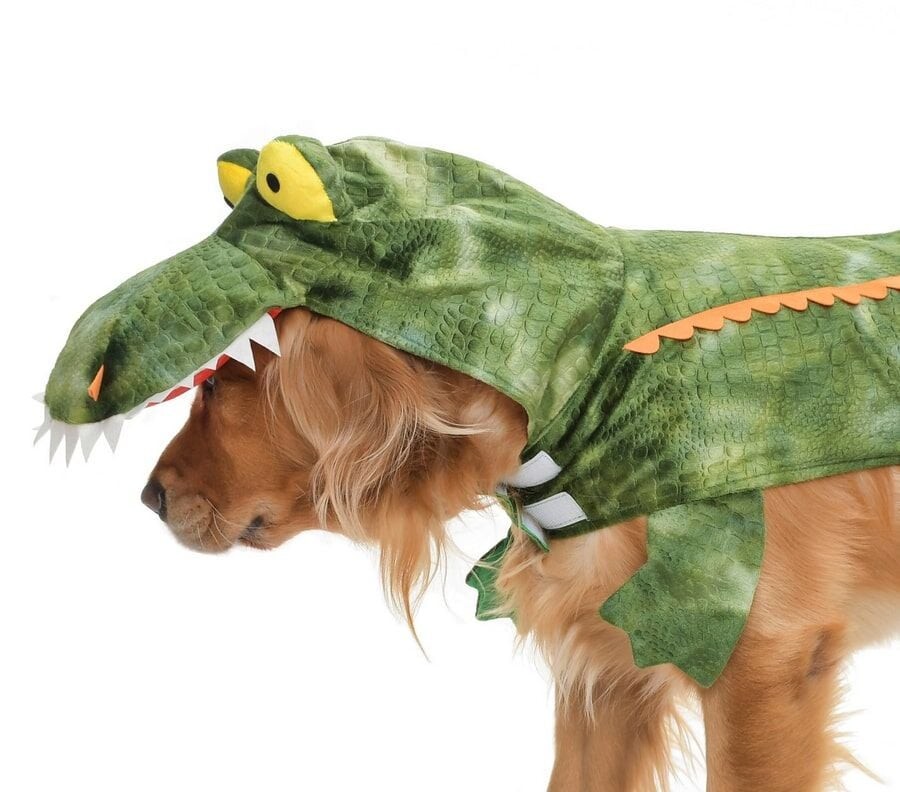 Orta ve Büyük Irk Köpek Kostüm Gator -XL