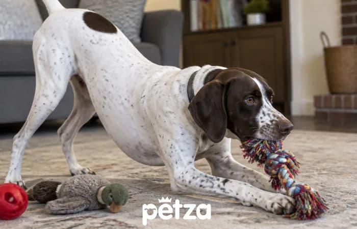 Pointer Köpeği Özellikleri