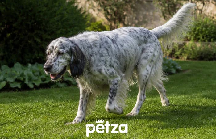 Irish Setter Özellikleri