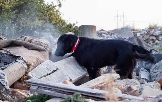 Köpekler depremi hisseder mi