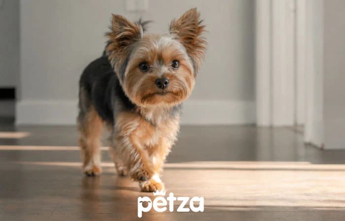 Yorkshire Terrier Köpek
