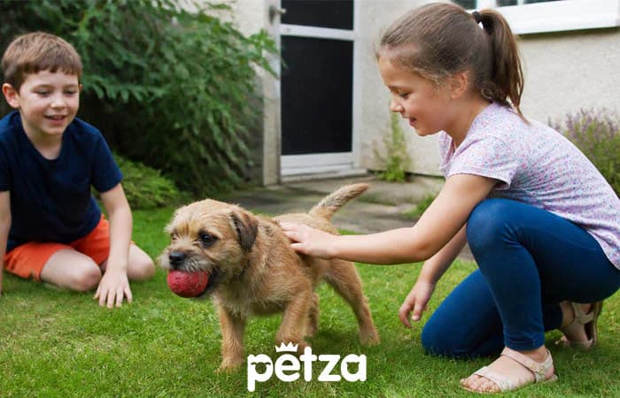 Border Terrier Özellikleri