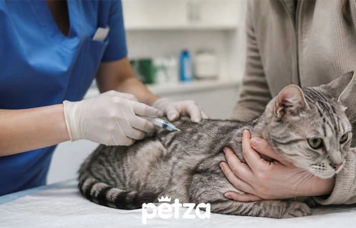 Kedi Aşı Takvimi. Hangi Aşı Ne Zaman?