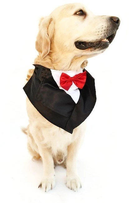 Köpek Smokin Yakalık - Mr.Homer