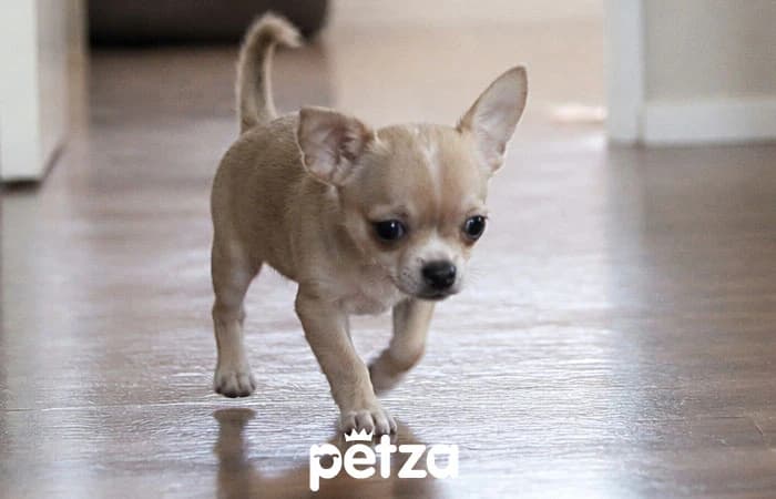 Chihuahua Köpek