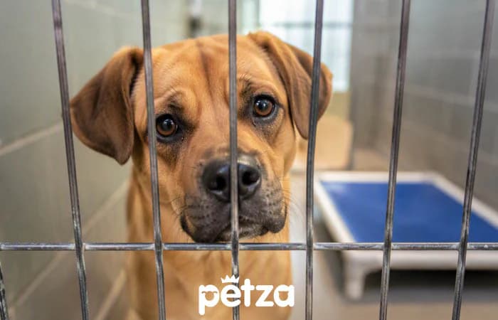 Barınaktan Köpek Sahiplendikten Sonra İlk 24 Saat