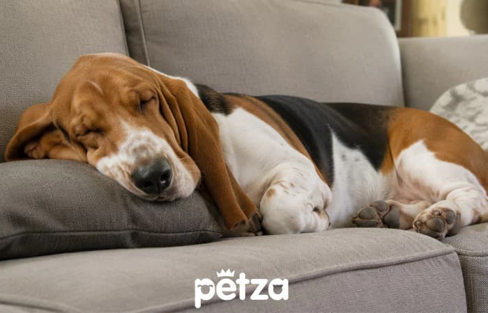 Basset Hound Özellikleri