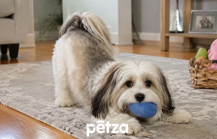 Havanese Köpek Özellikleri