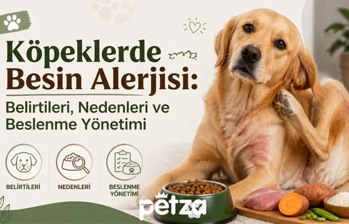 Köpeklerde Besin Alerjisi