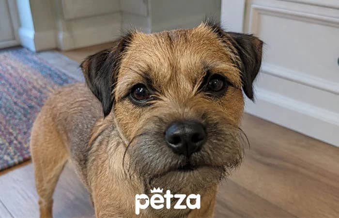 Border Terrier Özellikleri