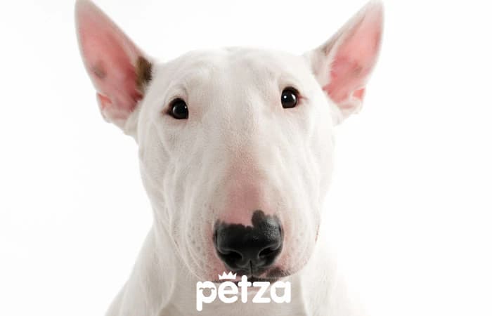 Bull Terrier Köpek Özellikleri