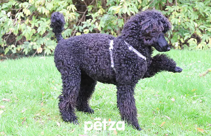 Poodle (Kaniş Köpeği) Özellikleri