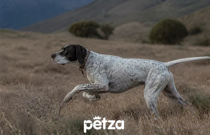 Pointer Köpeği Özellikleri