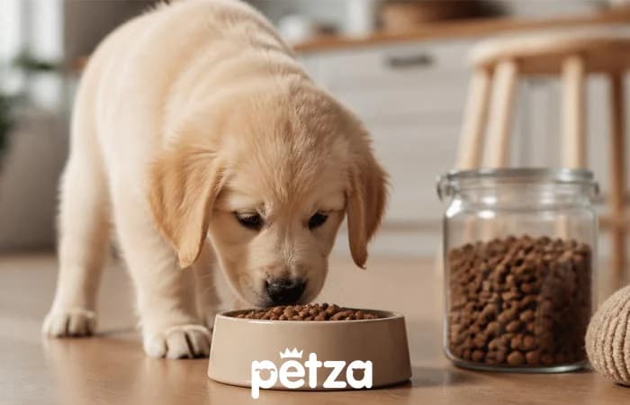 Starter Köpek Maması Nedir?