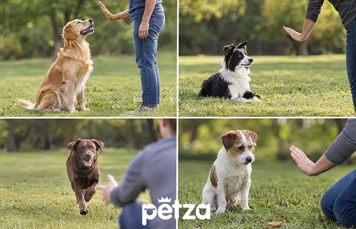 Köpeklere Temel Komutlar Nasıl Öğretilir?