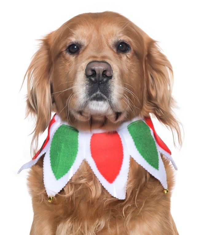 Köpek Lastikli Yılbaşı Yakalık Zazu