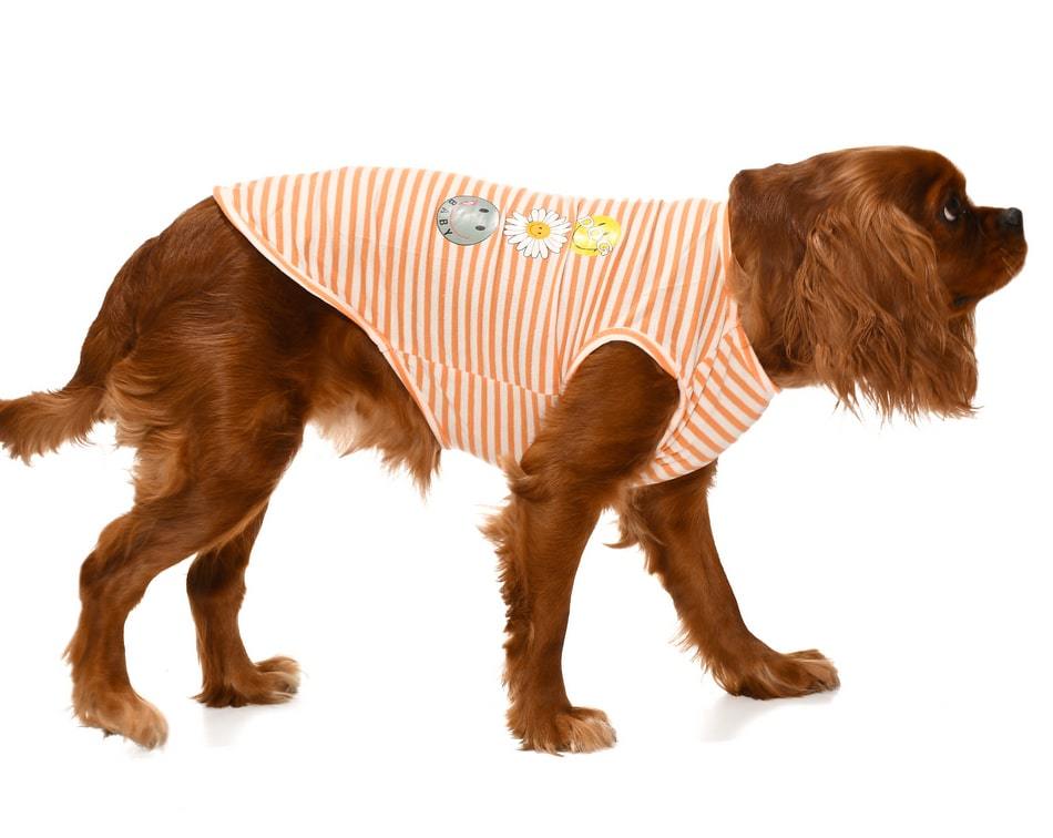 Küçük ve Orta Irk Köpek T-shirt Stina