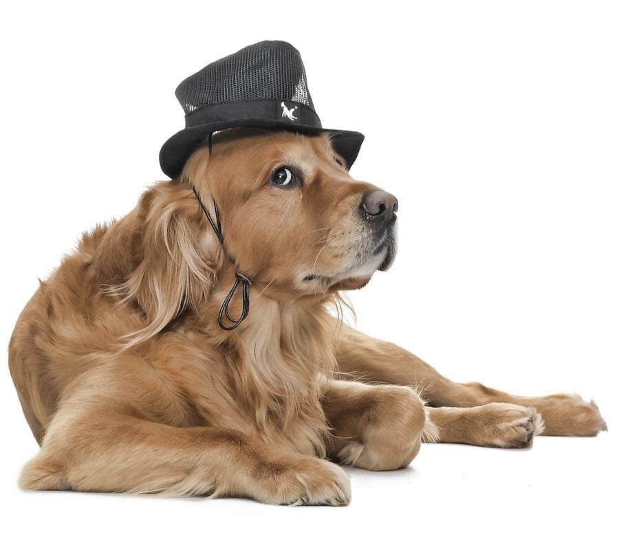 Küçük ve Orta Irk Köpekler için Şapka - Sanne