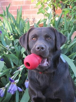 Kong Köpek Oyuncağı - Kong Classic - Ödül Saklanabilen Köpek Oyuncak/Kırmızı