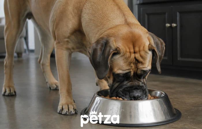 Mastiff (İngiliz Mastiff) Özellikleri