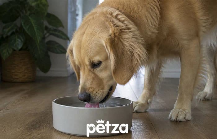 Köpekler Ne Kadar Su İçmeli? Su İçmemesinin Nedenleri ve Önemi