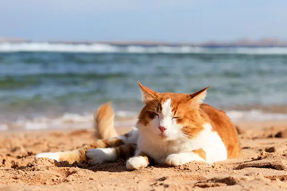 Kedi Gerçekte Kaç Yaşında?