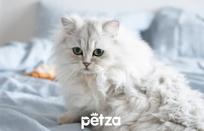 Chinchilla Kedisi Özellikleri