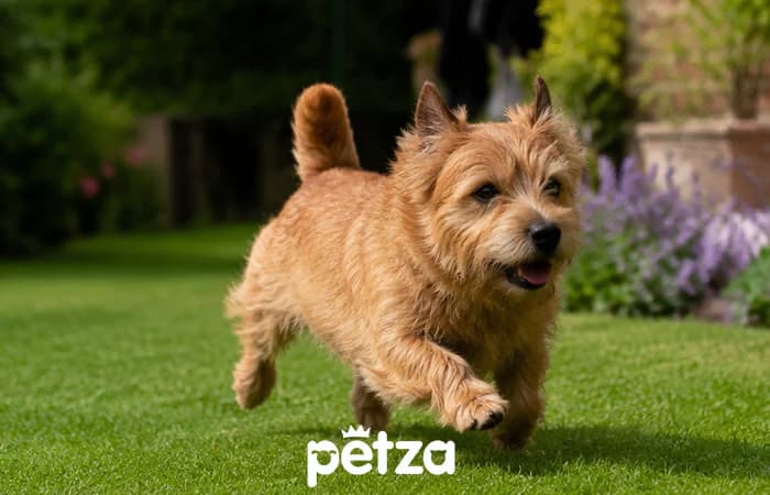 Norfolk Terrier Köpeği Özellikleri