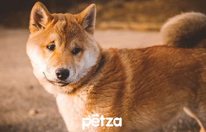 Shiba Inu Köpeği Özellikleri