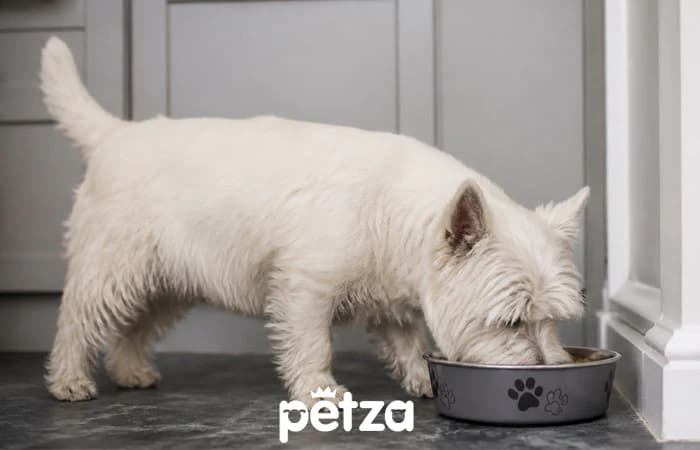 Westie (West Highland White Terrier) Köpek Özellikleri