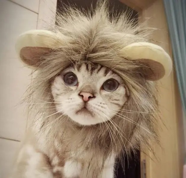 Aslan Kedi Şapkası